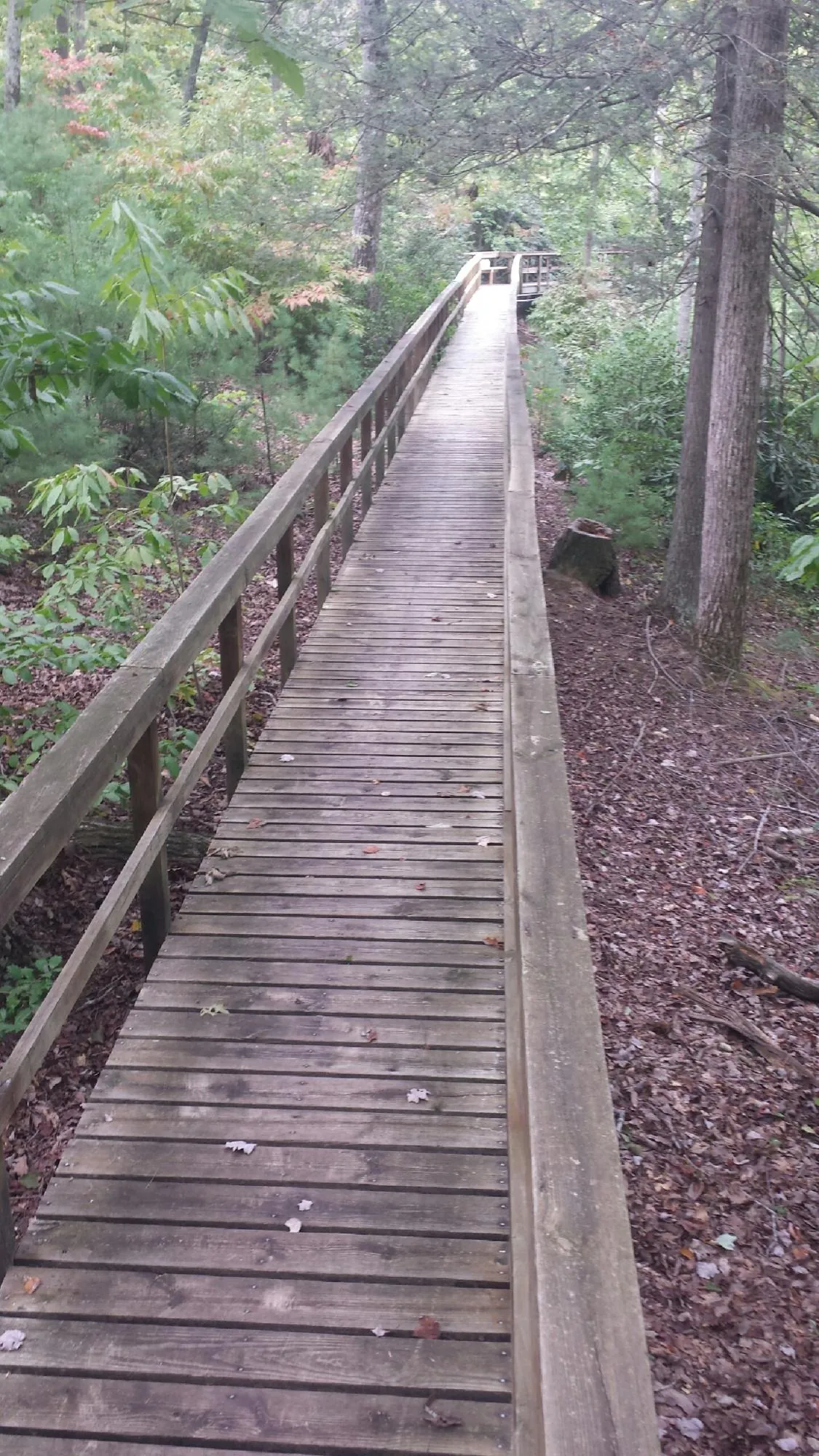 Long wood walkway with handrails built through the woods in Davenport